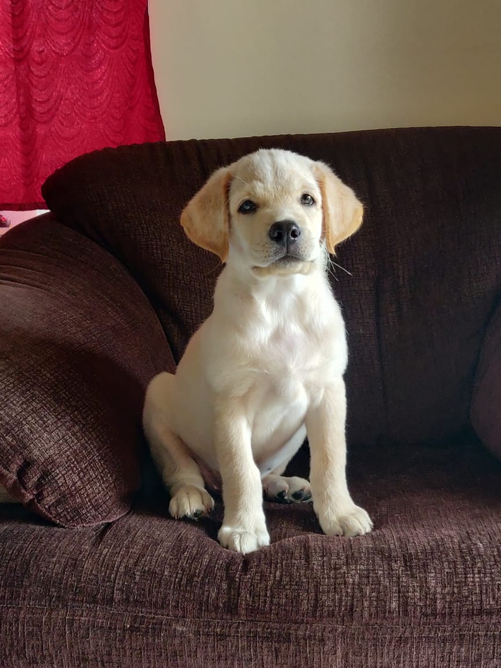 LABRADOR RETRIEVER