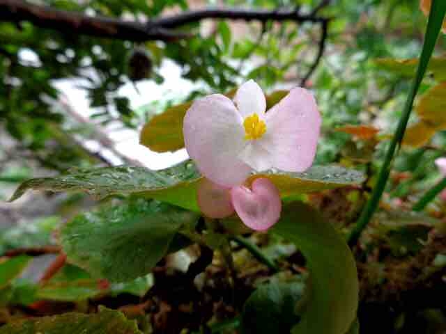 pretty flowers