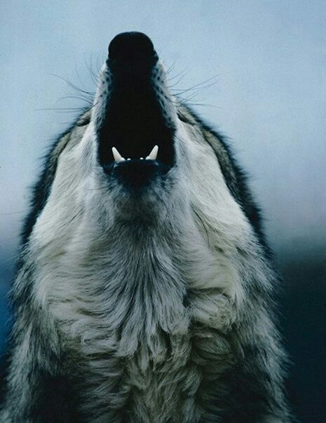 wolf