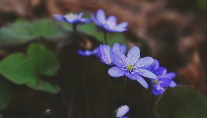 봄을 들여다보기