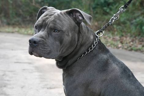 pit bull