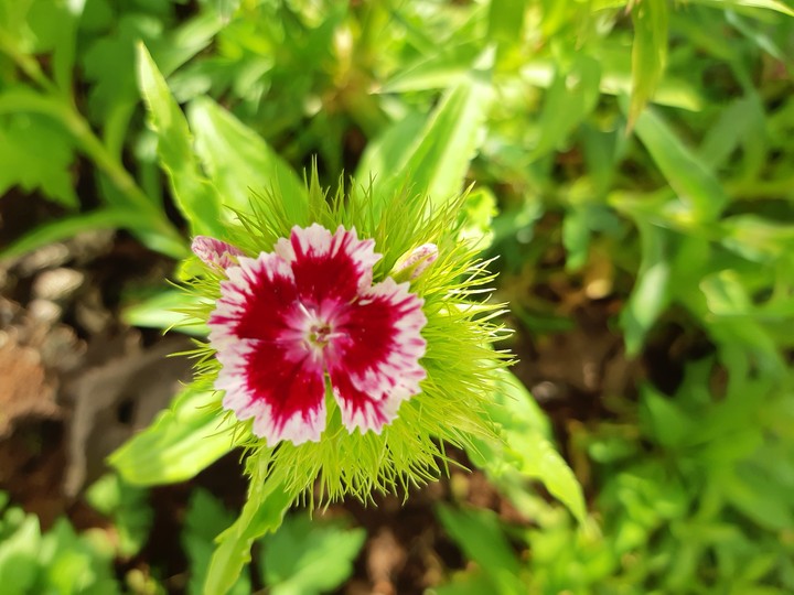 carnation