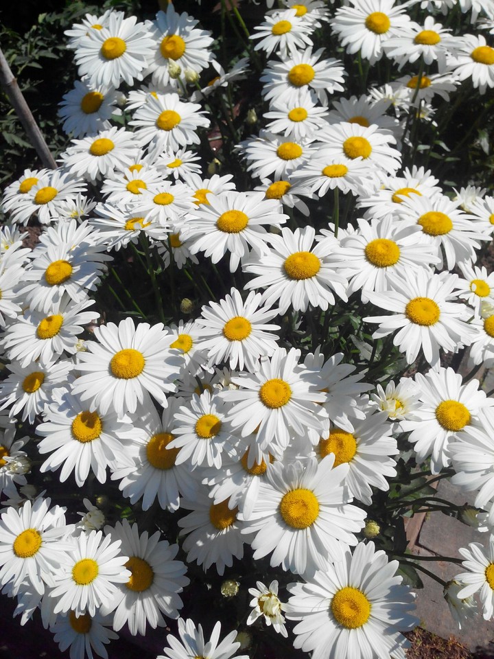 sunny