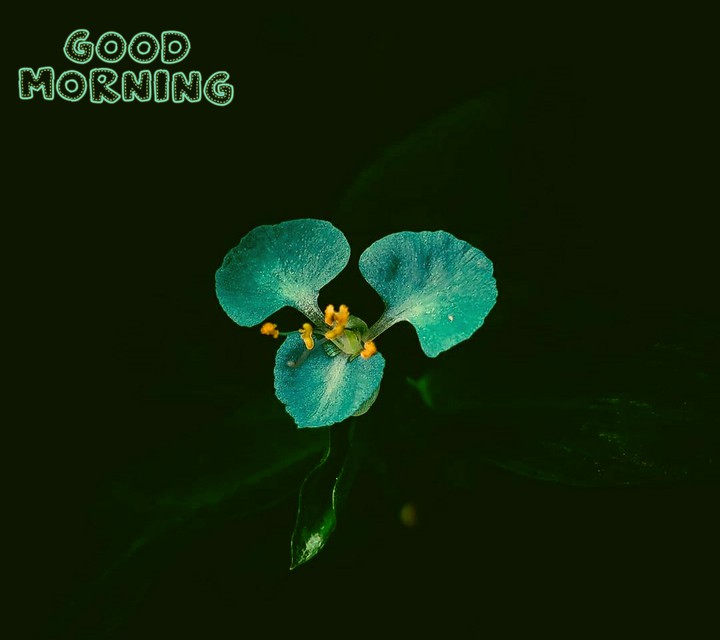 Good Morning