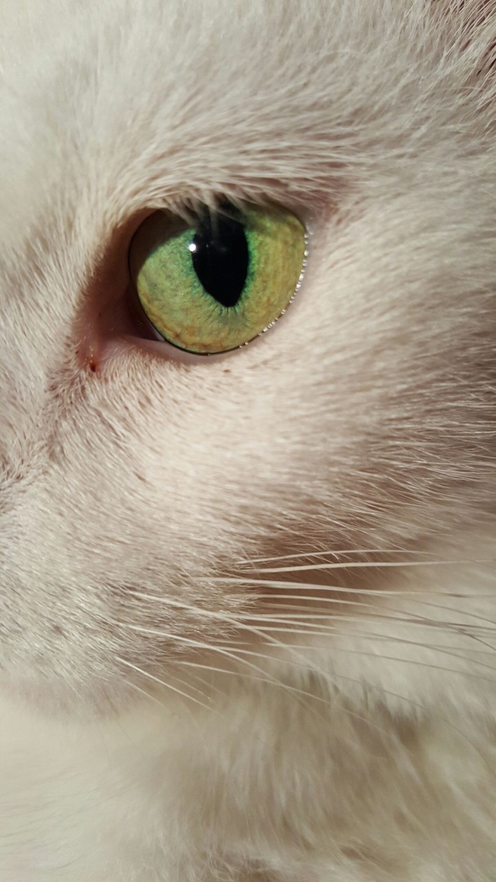 i want her eyes