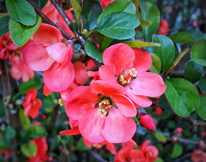 spring
