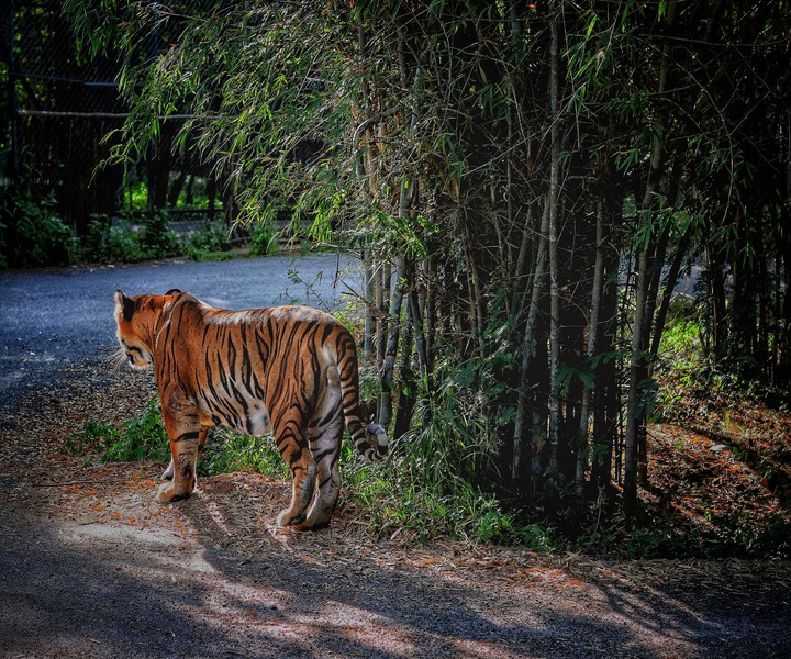 tiger