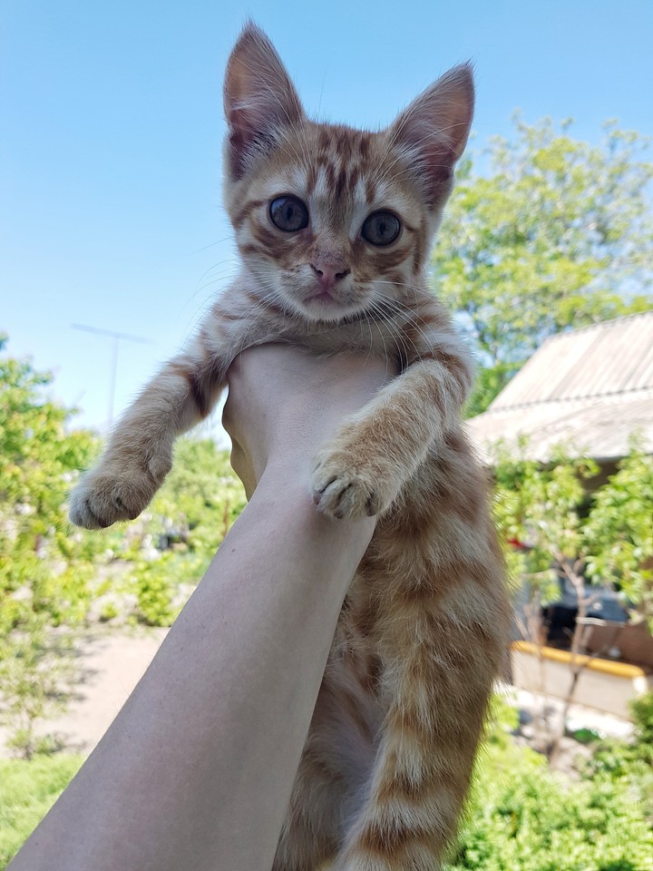 Котенок