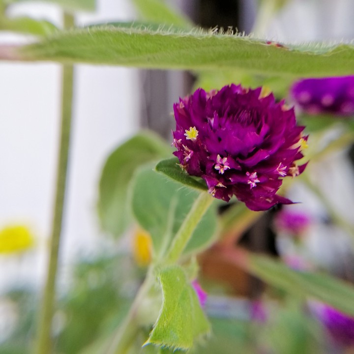 Globe amaranth