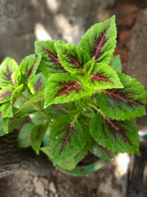 shayam tulsi