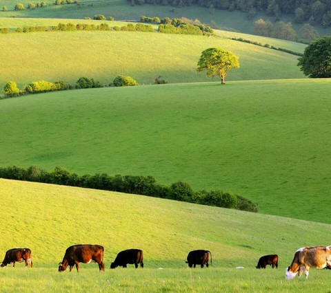 naturelove