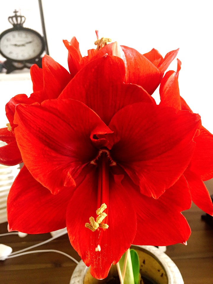 red flower 