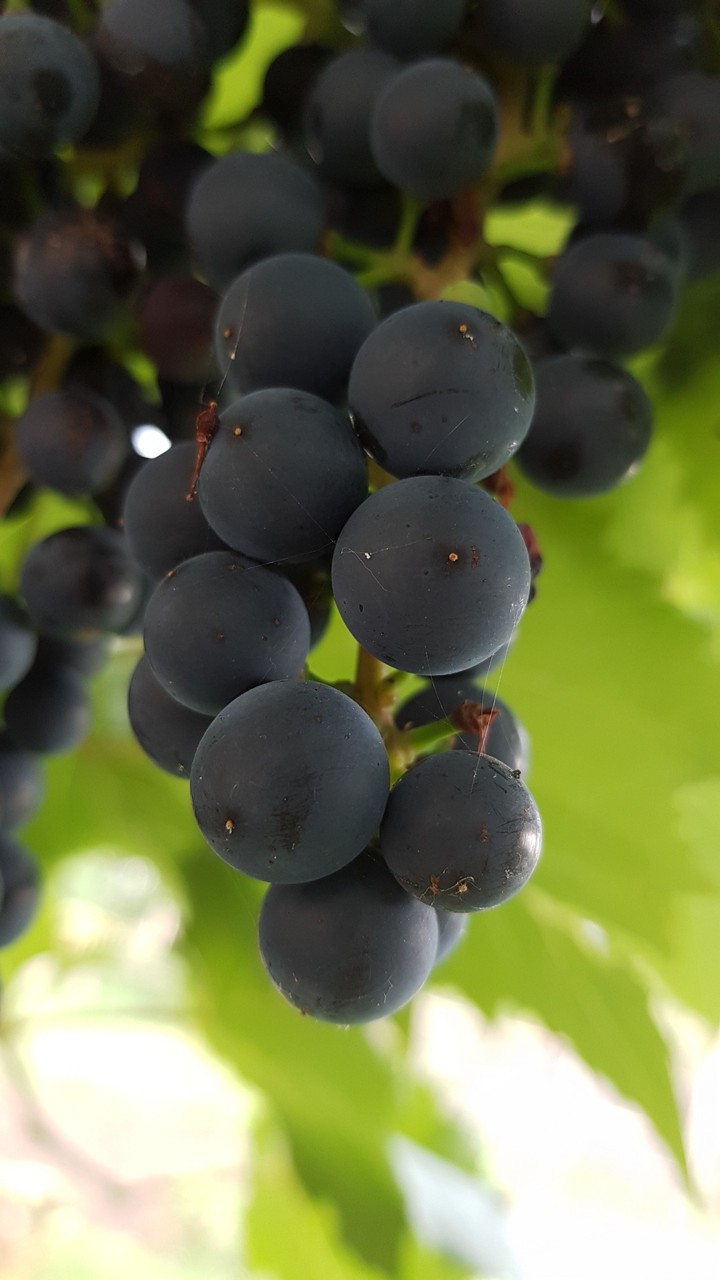 Grape