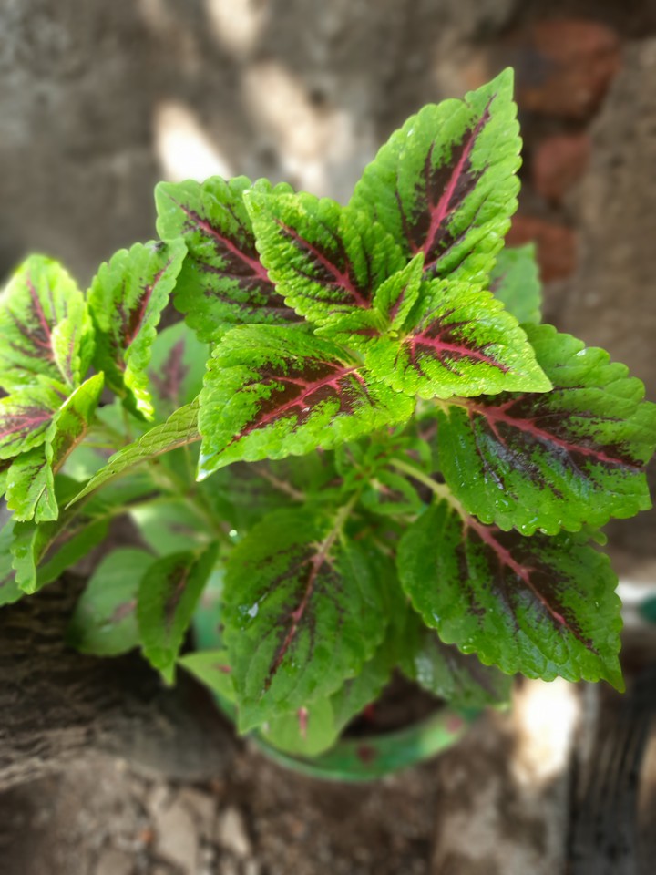 shayam tulsi