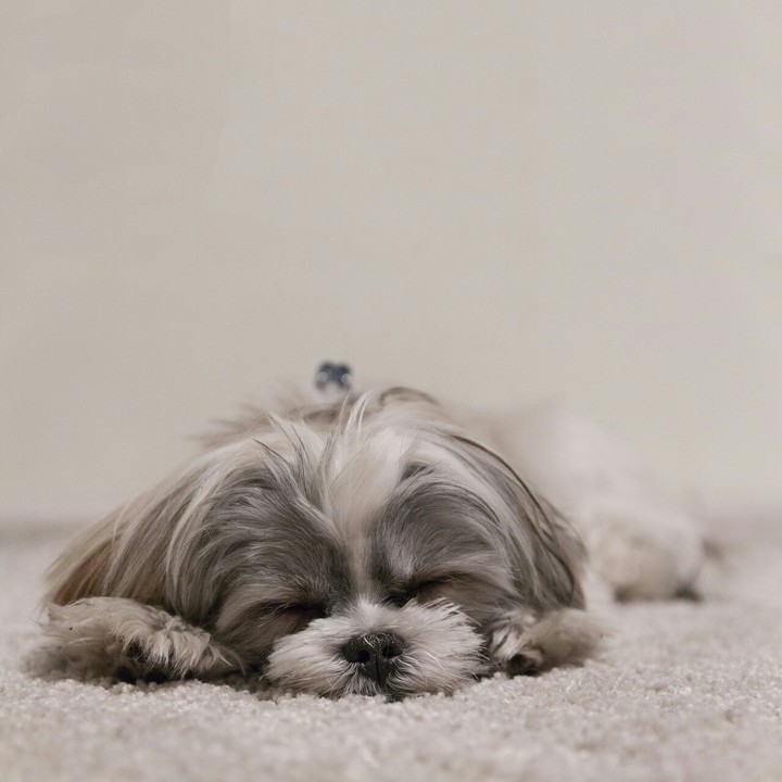 puppy