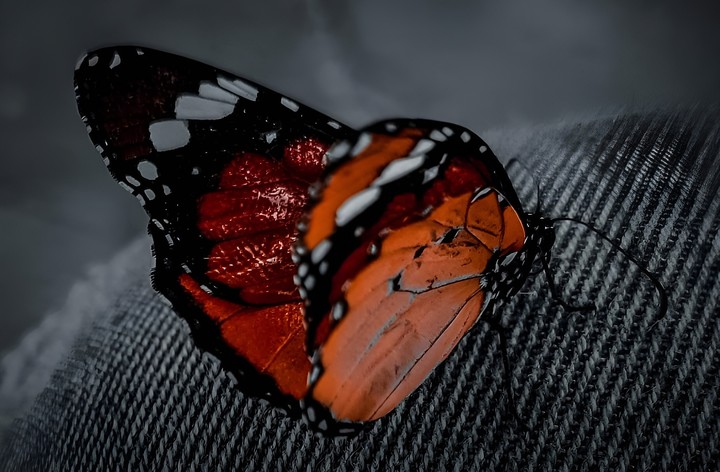 butterfly