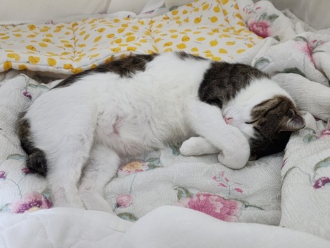 Tail, comfort achtergronden