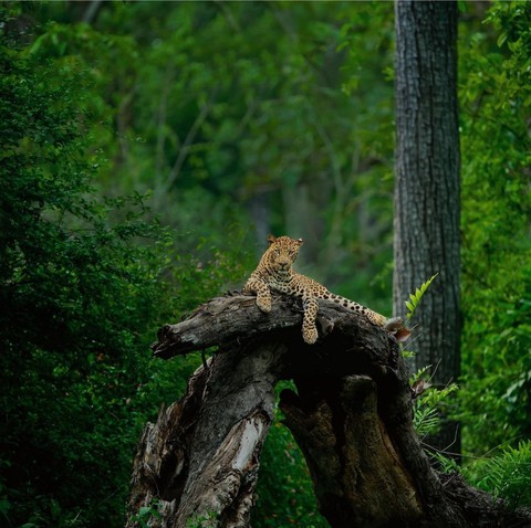 cheetah