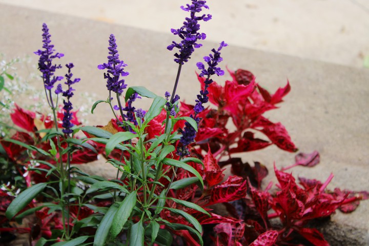 flowers