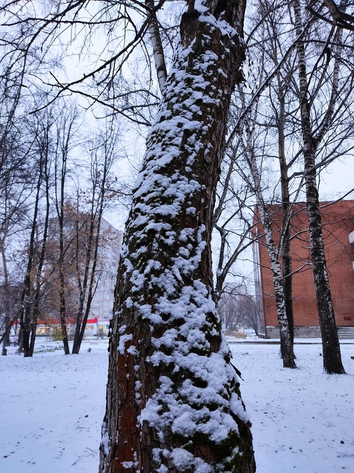 tree with snow