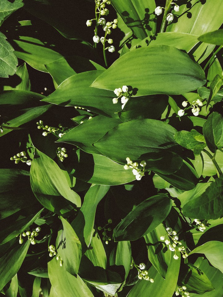 lilies of the valley