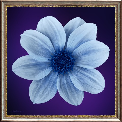 blue, violet wallpapers