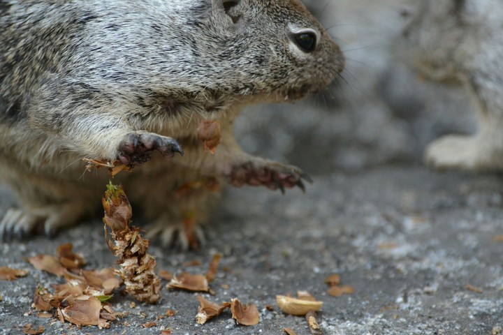 squirrel