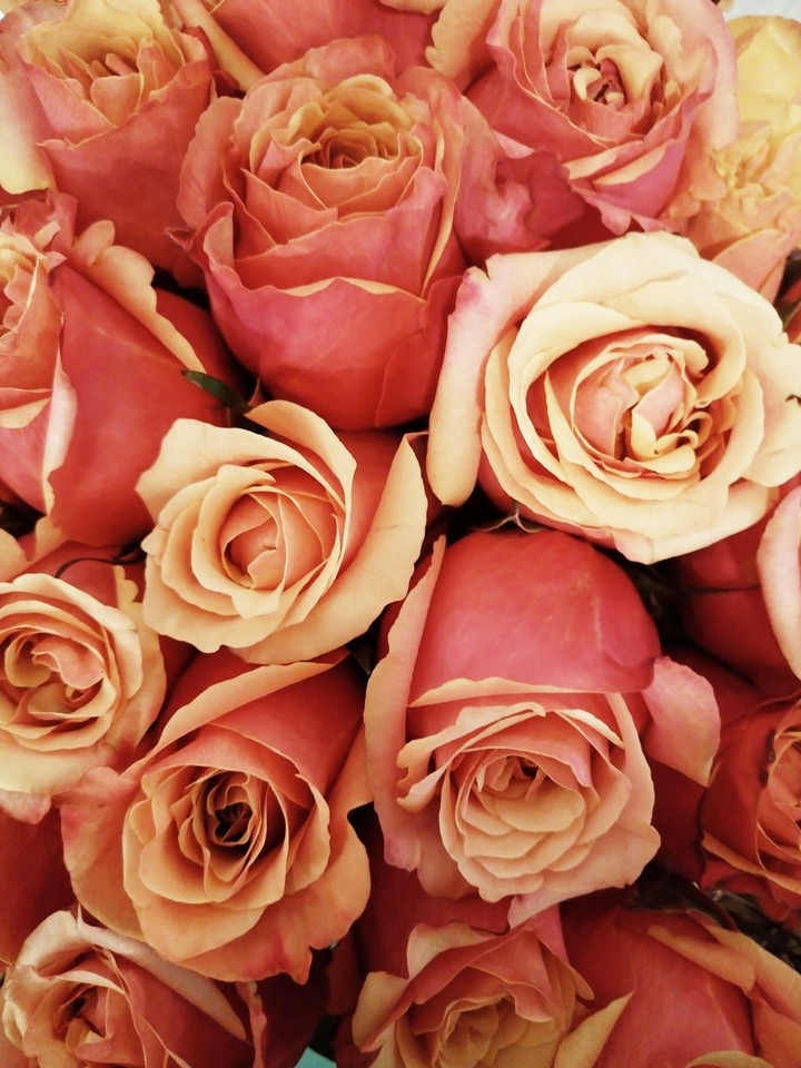 rose