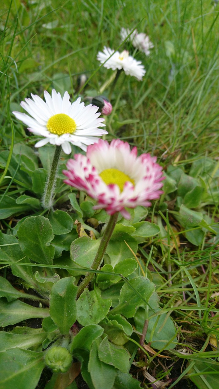 natura