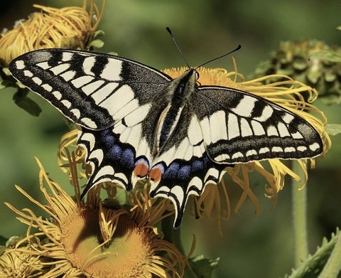 sfondi swallowtails, flower
