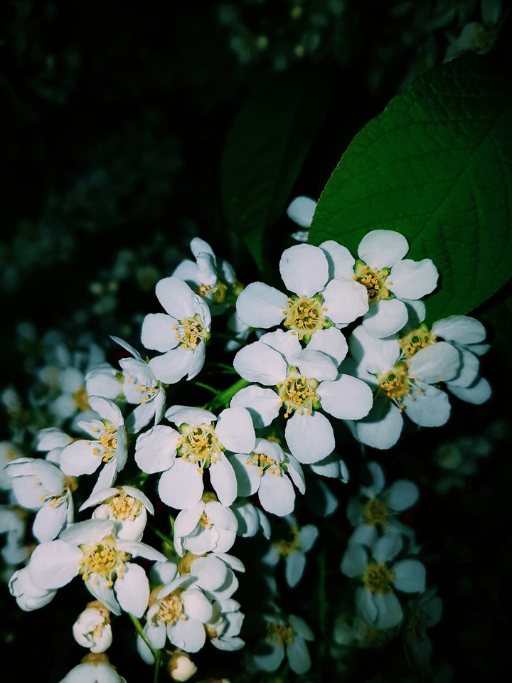 Cherry branch