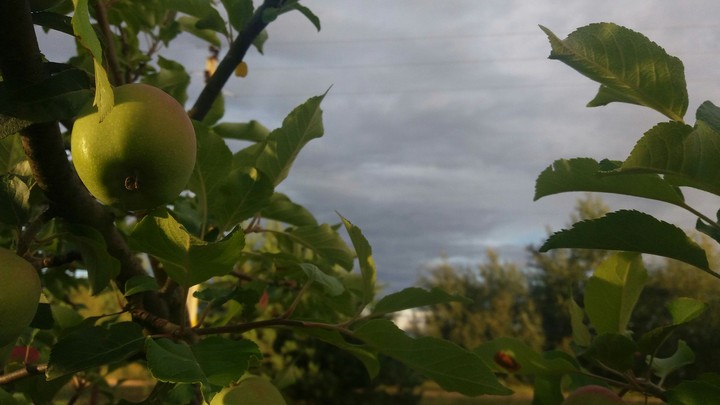 photos  apple