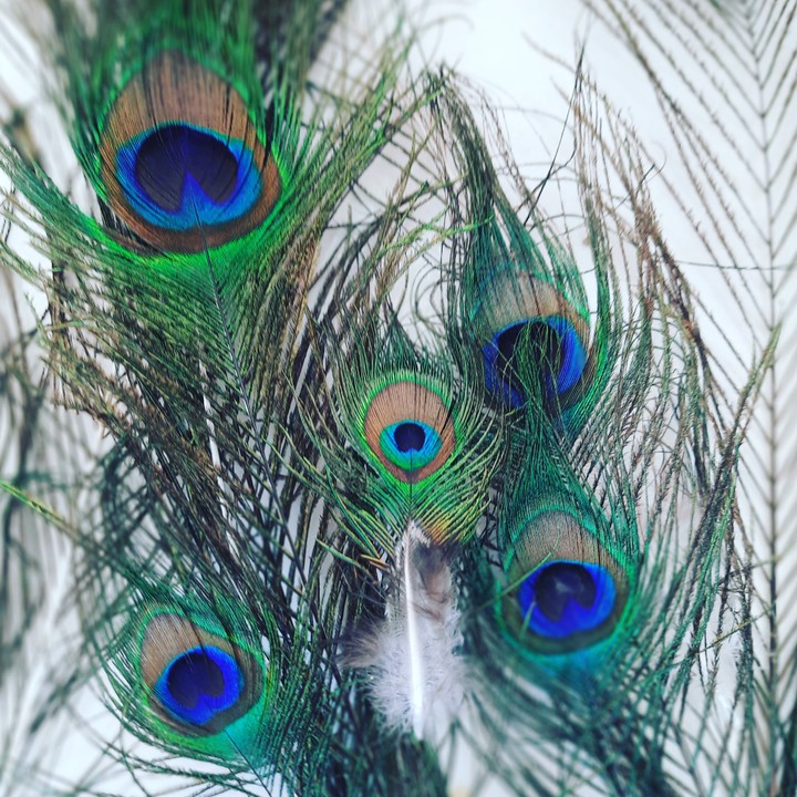 peacock feather