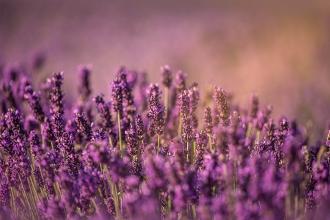 обои lavender, Field