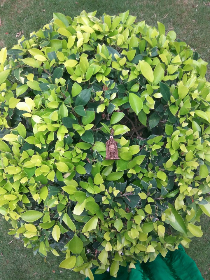 God in greenary