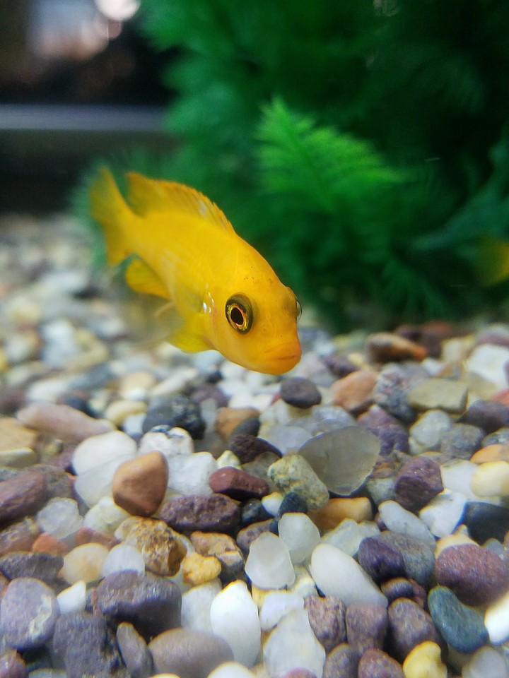 Fish