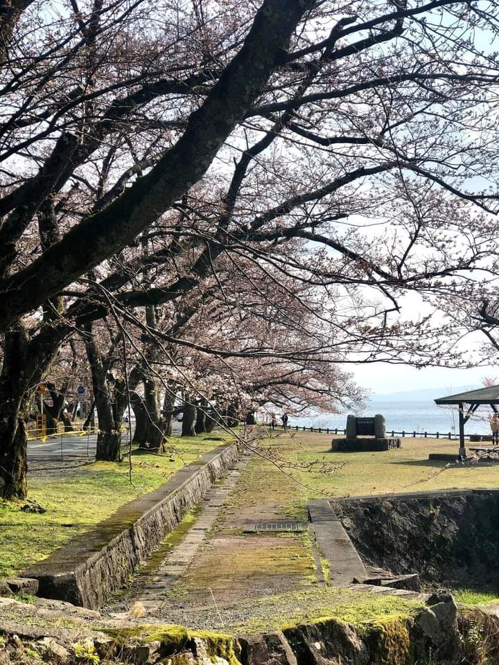 sakura
