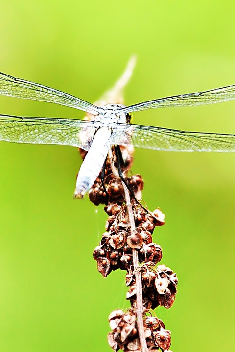 dragonfly, arthropod wallpapers