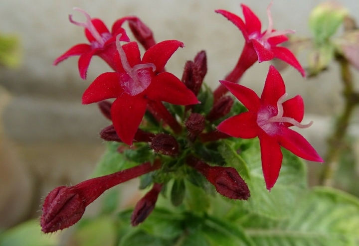 red flowers