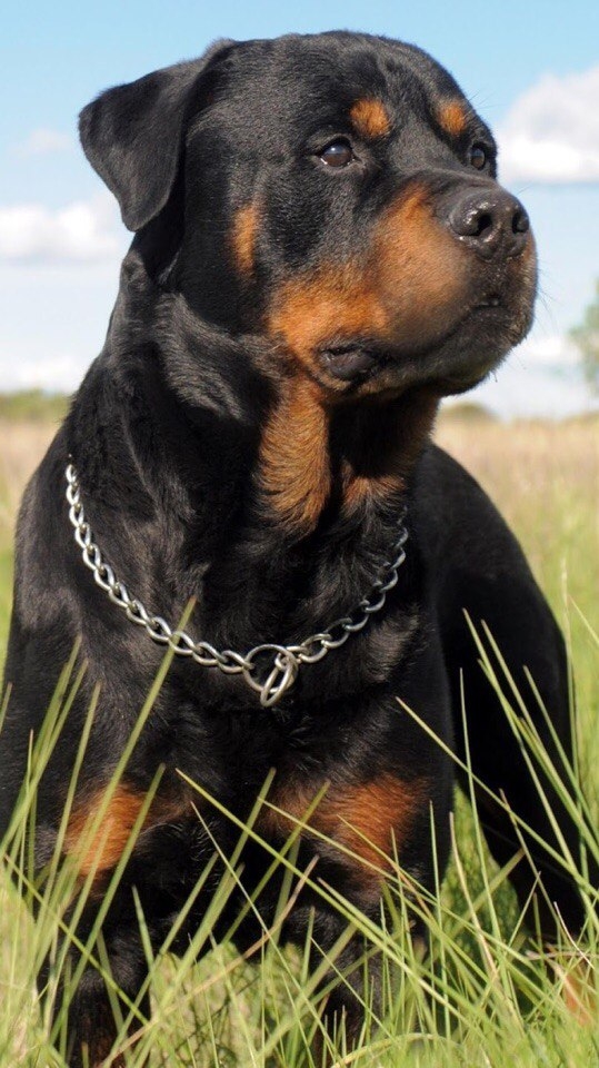 пёс
