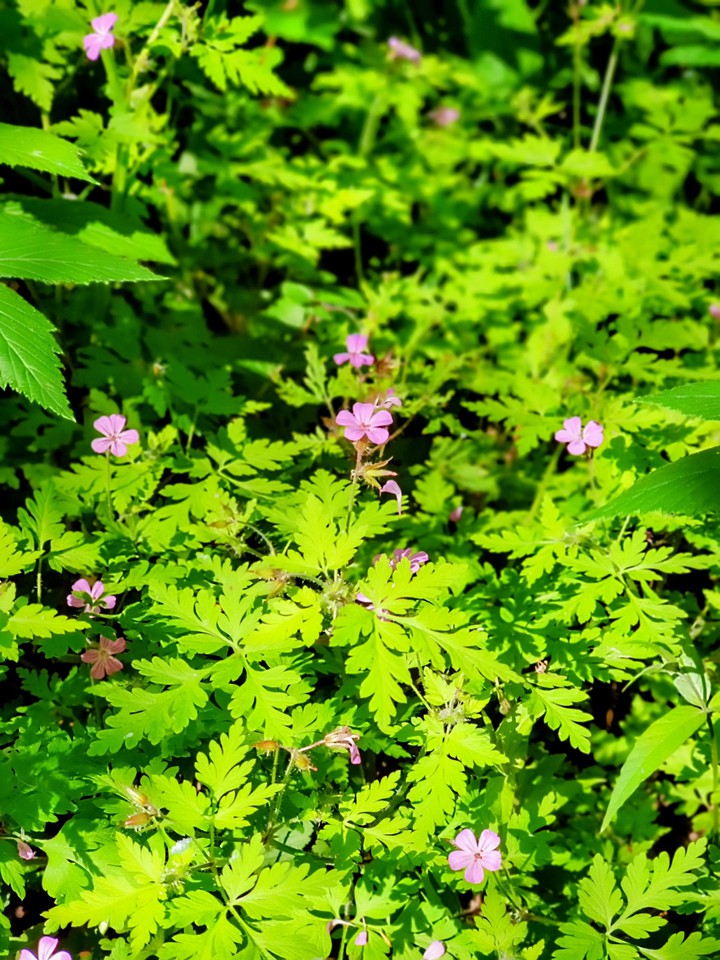 Small flowers