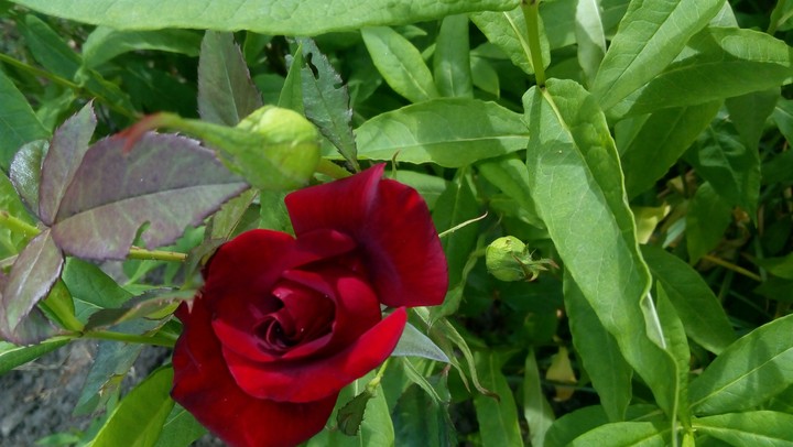 rose red green