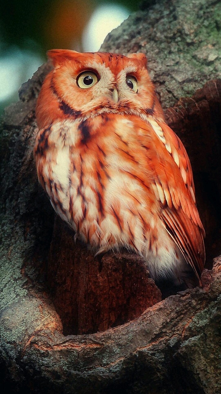 Owl
