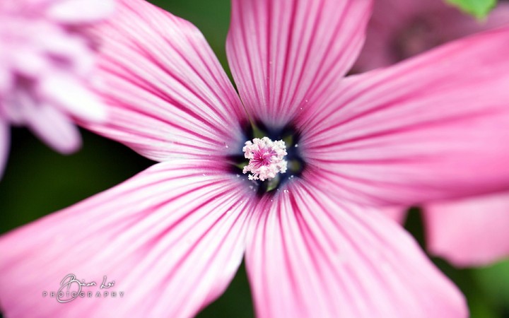 pink flower macro