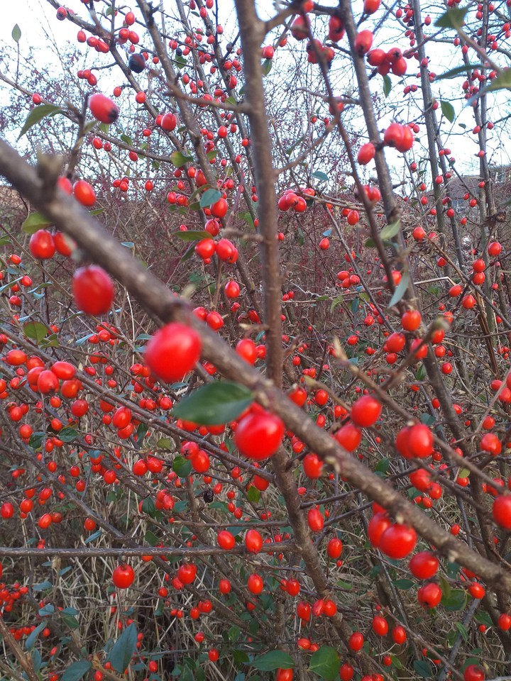 berry land