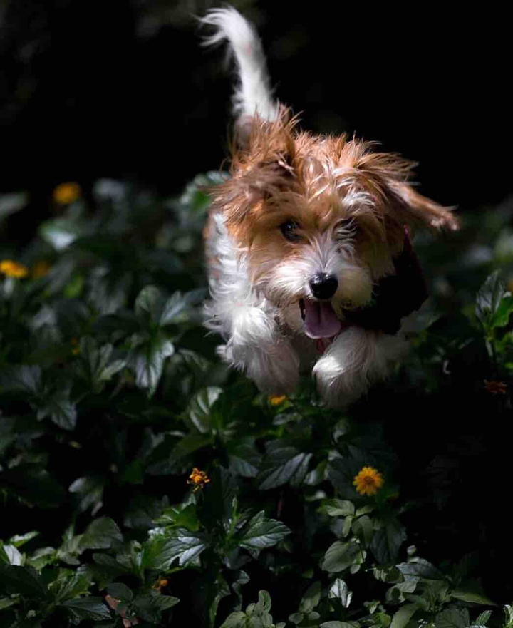 dog