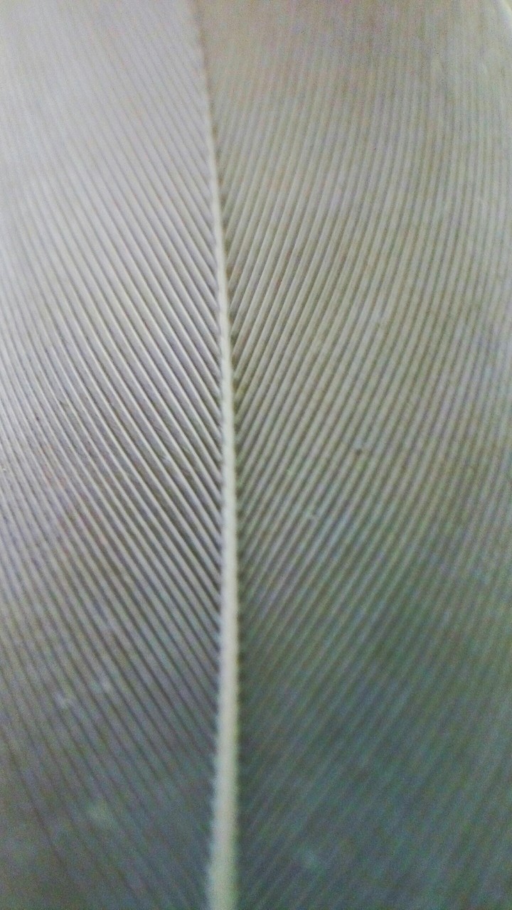 feather