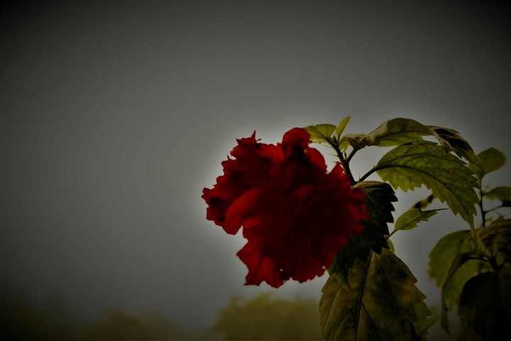 Hibiscus