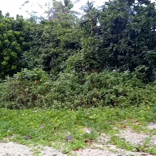 Love waking up to the sound of nature??