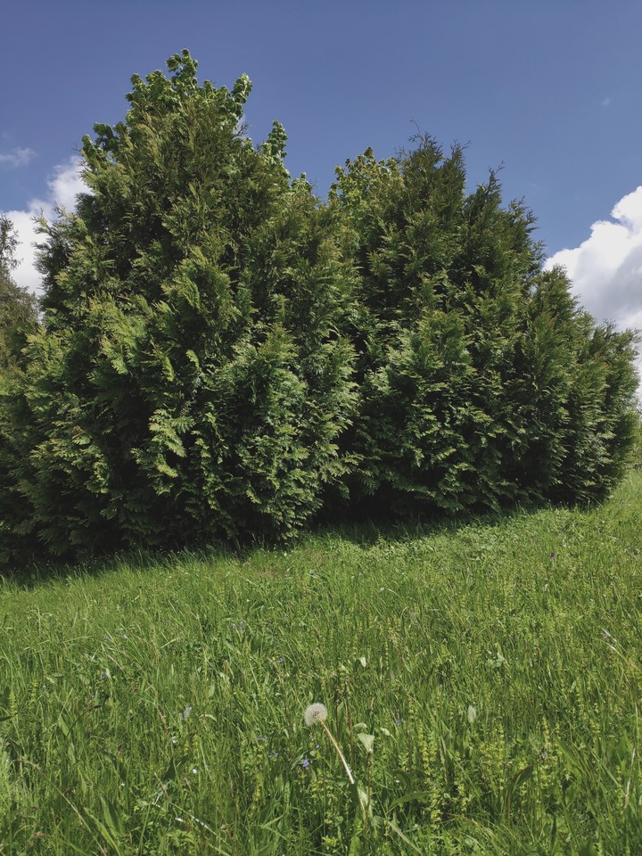 Nature